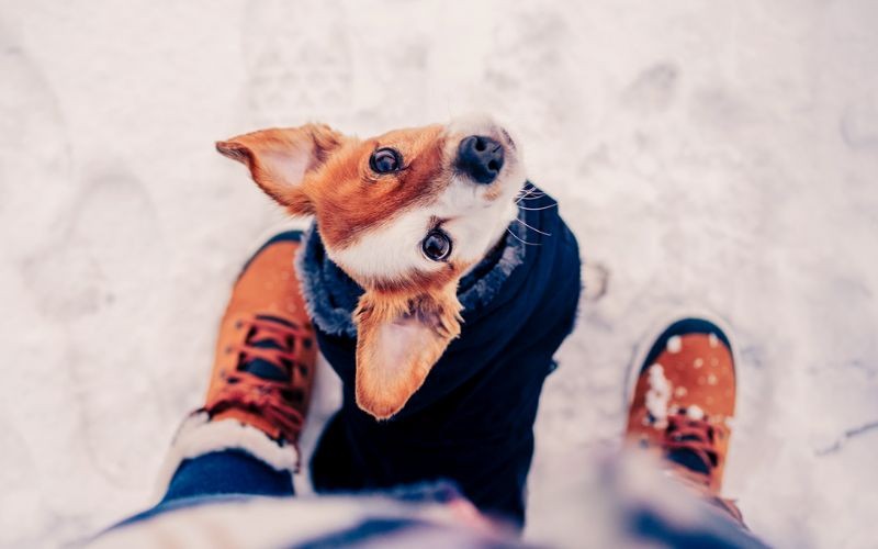 Mantener sano a tu perro este invierno